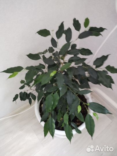 Фикус бенджамина срез