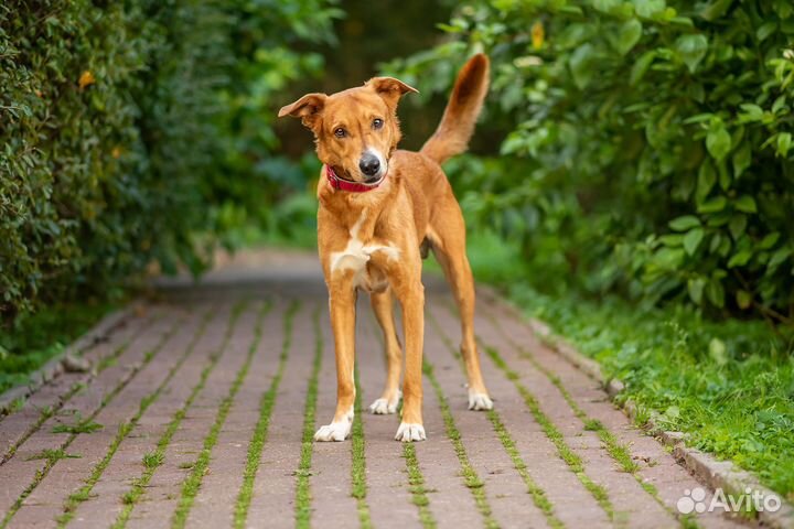 Собака ищет дом