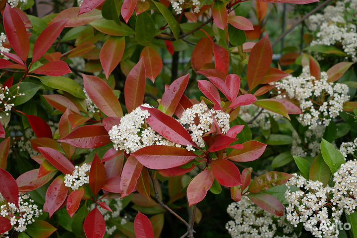 Фотиния Литл Ред Робин