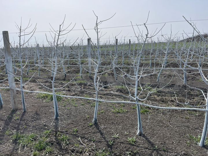 Участок 1,25 га (СНТ, ДНП)