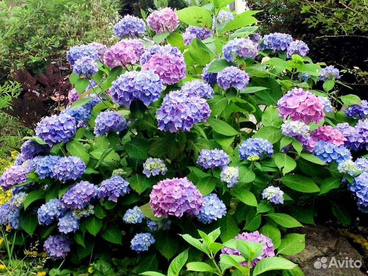 Гортензия крупнолистная Бесконечное лето
