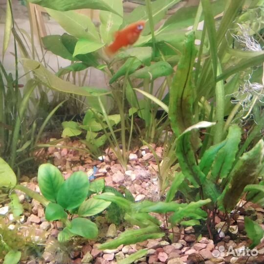 Аквариумное растение