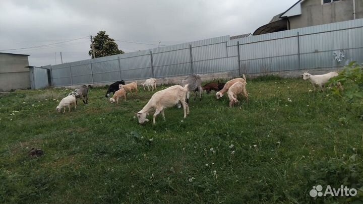 Козы и козлята