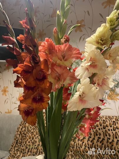 Гладиолусы