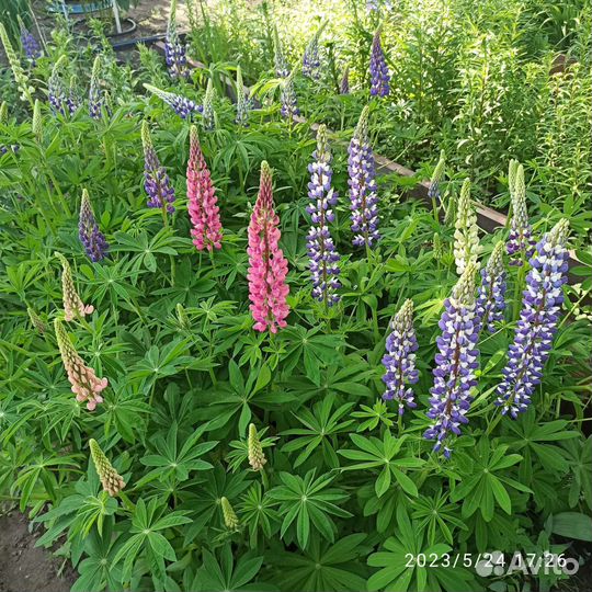 Саженцы люпин