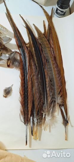 Перья фазана