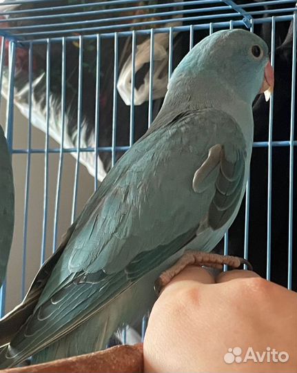 Попугай ожереловый