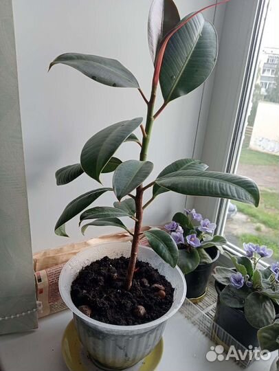 Фикус Эластика Мелани