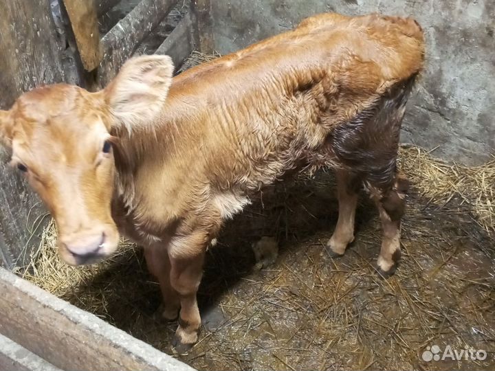 Продам тёлочку