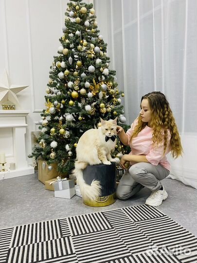 Грумер на дом и в салон