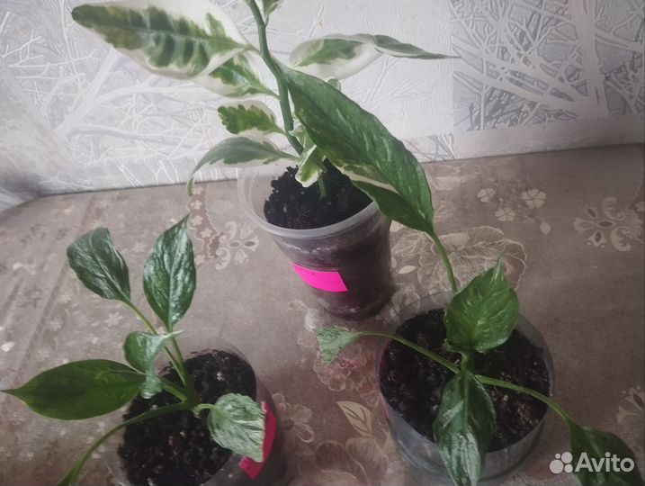 Домашние цветы