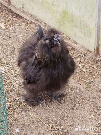 Китайские шелковые петушки