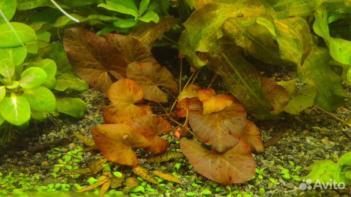 Растения для аквариума