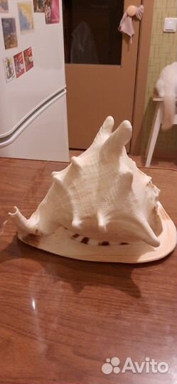 Морская раковина с Греции огромная