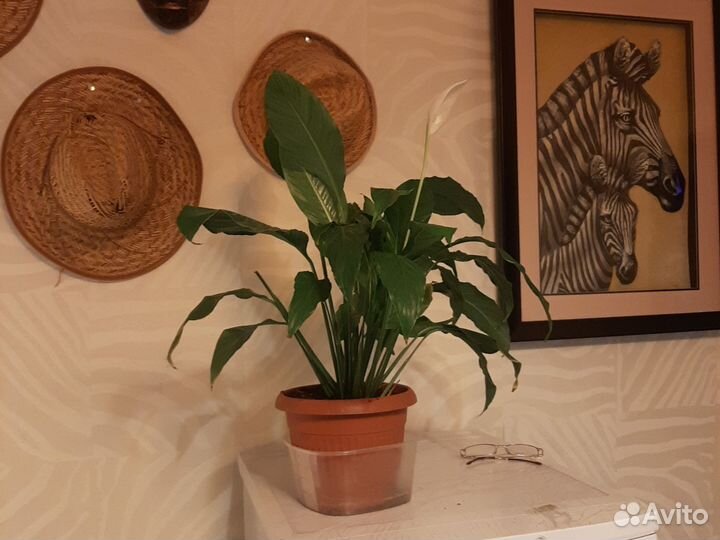 Комнатные цветы