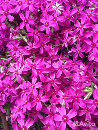 Флокс шиловидный(альпийский)