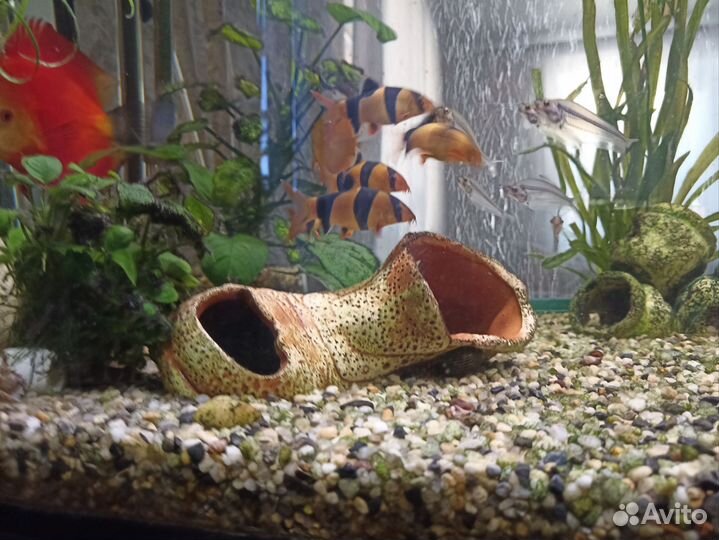 Боция клоун