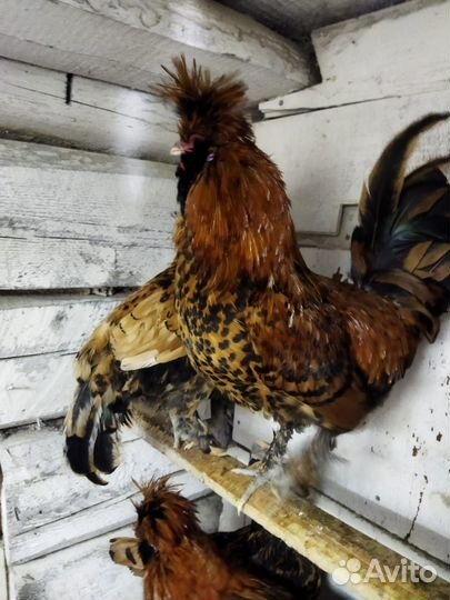 Петухи Павловские