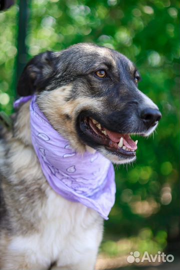 Собака бесплатно в добрые руки