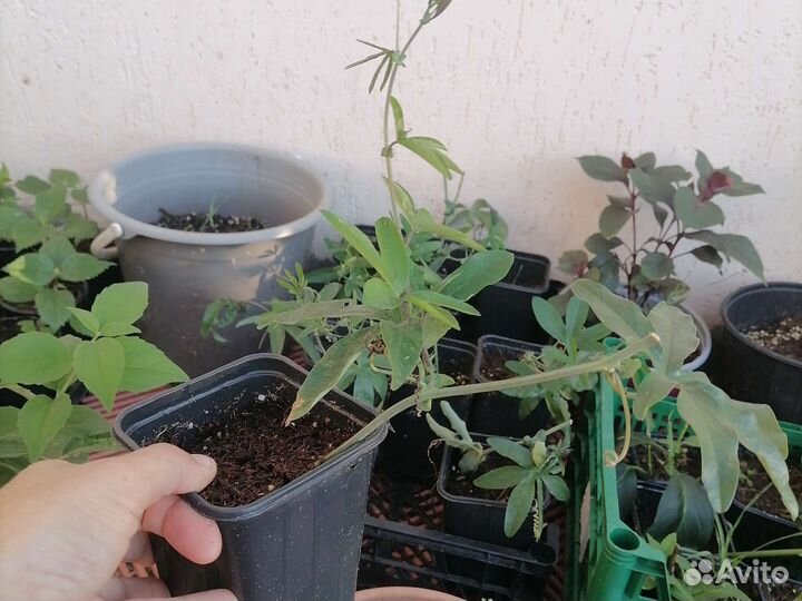 Саженцы Пассифлора Маракуйя Страстоцвет доставка
