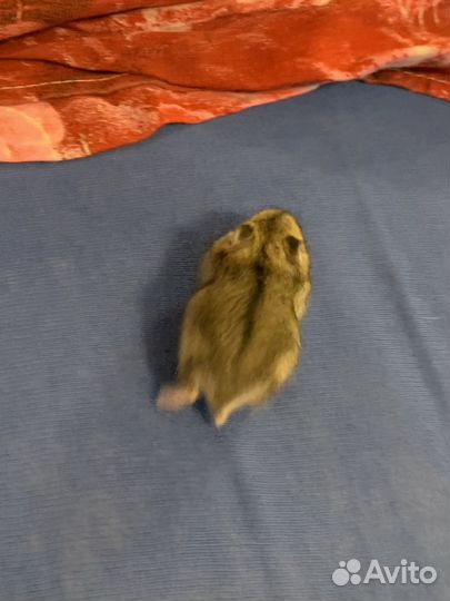 Джунгарский хомяк