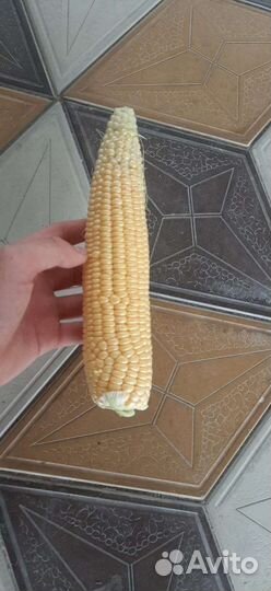 Сладкая кукуруза оптом