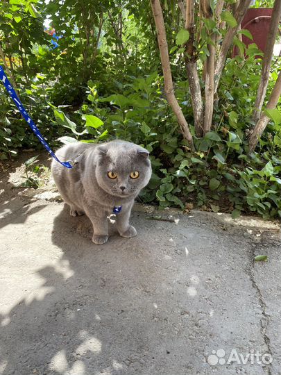 Британский кот