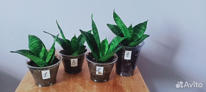 Сансевиерия Ханни