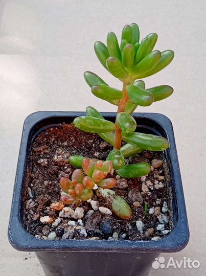 Суккуленты 2