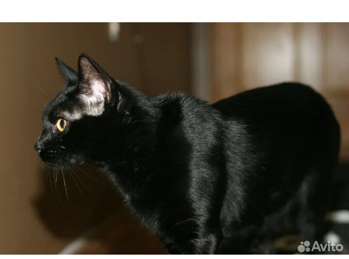 Бенгальская кошка