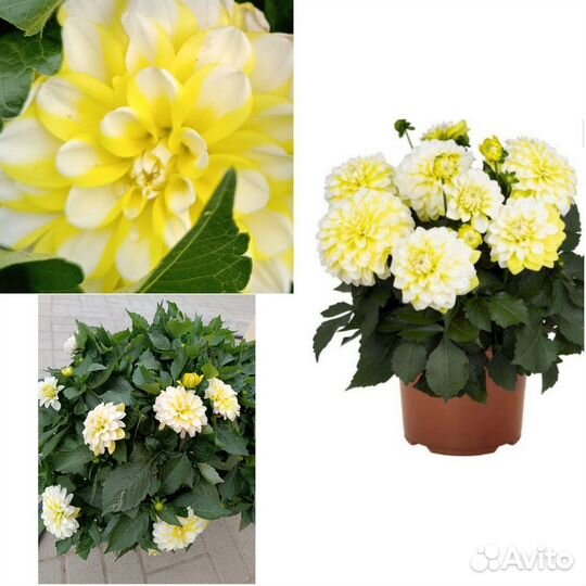 Георгины вегетативные