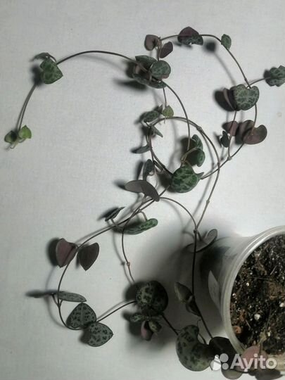 Циропегия вуда