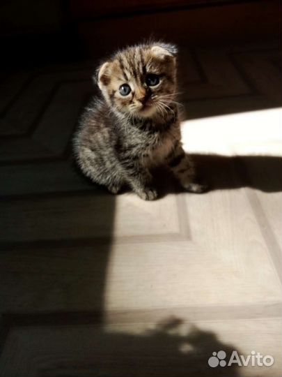 Британская вислоухая кошка