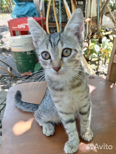 Котенок девочка