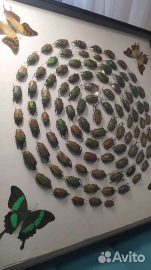 Композиция из тропических жуков и бабочек