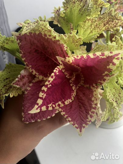 Свежие срезы колеусов