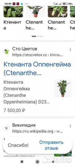 Домашние цветы