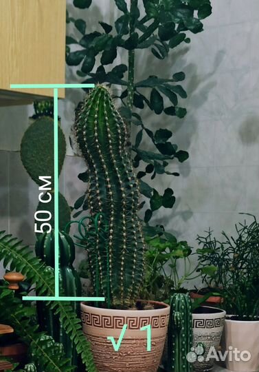 Цветущие кактусы