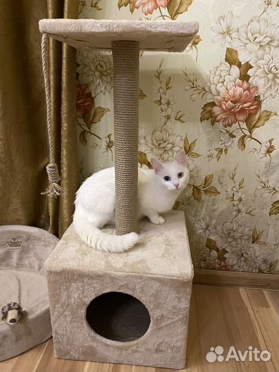 Котик в добрые руки