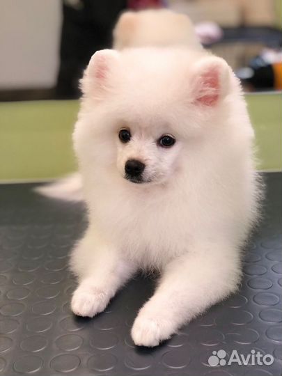 Стрижка собак и кошек (груминг)