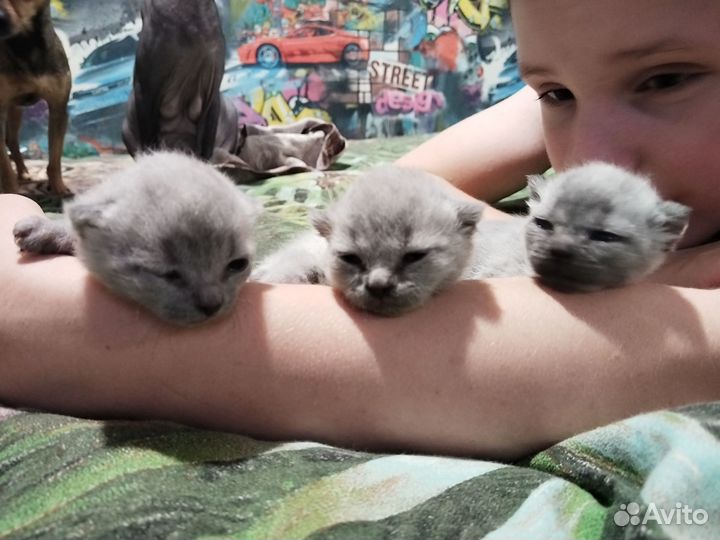 Котята отдам в добрые руки бесплатно