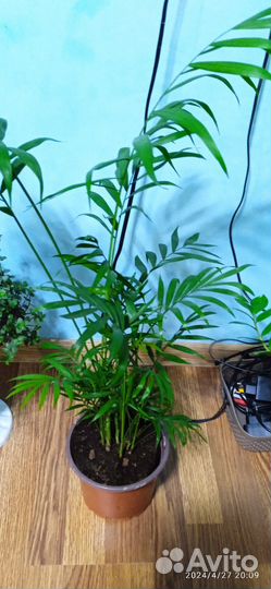 Хамедорея элеганс