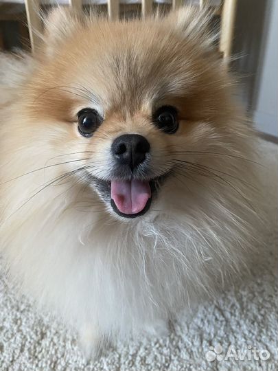 Шпиц. Вязка. Кобель