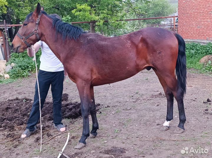 Карачаевский жеребец