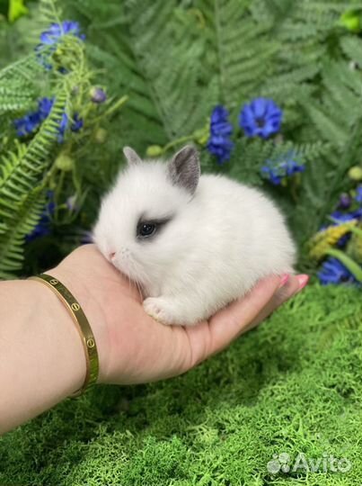 Карликовый кролик