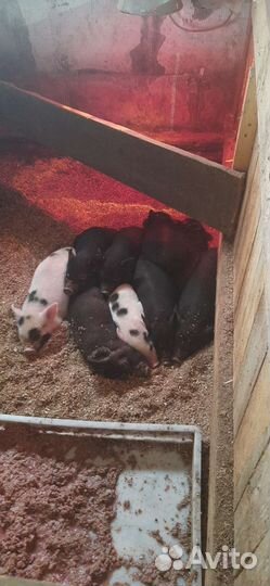 Поросята Вьетнамцы, Мангалица, Кармалы