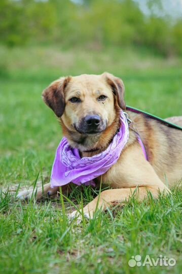 Молодая Рейчел ищет дом