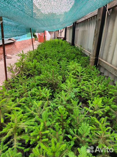 Саженцы ели. Ель живая зелёная