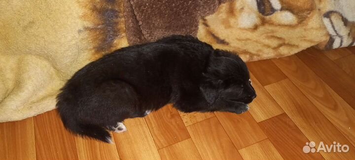 Домашние животные собаки