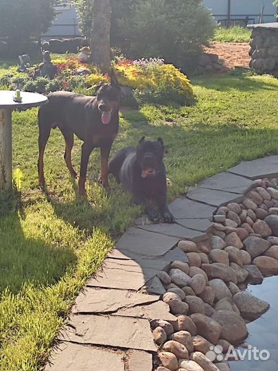 Доберман вязка